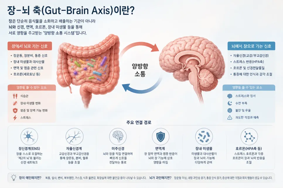 스트레스를 받으면 왜 배가 아플까요?