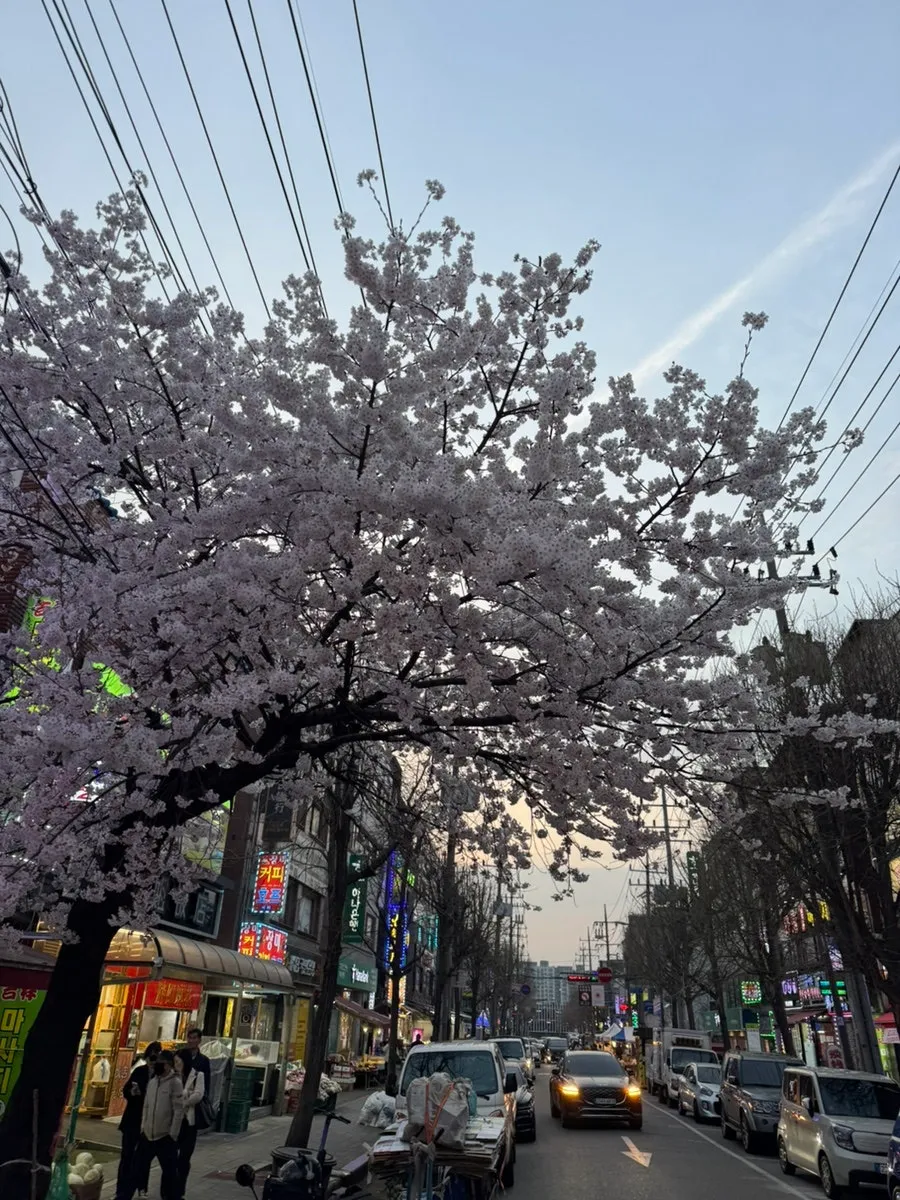 상록수체육관 블랙벨트 시합