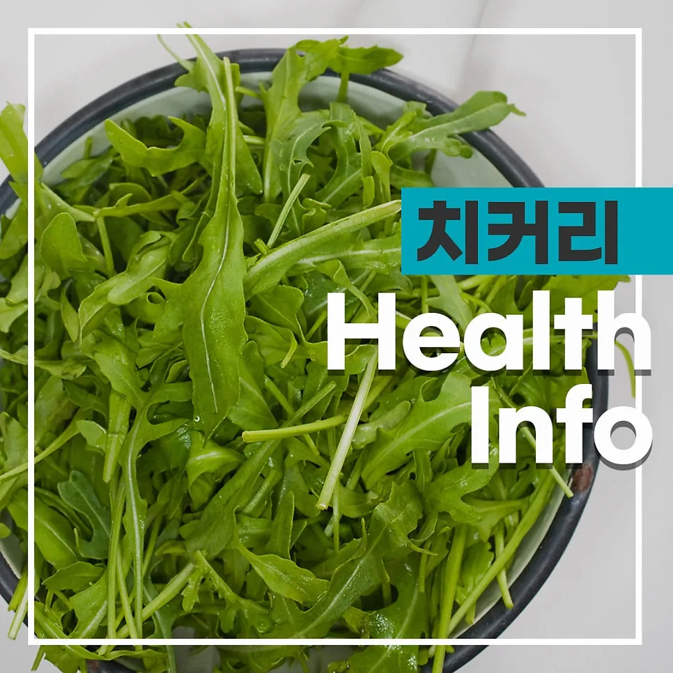 치커리 효능 및 영양 성분