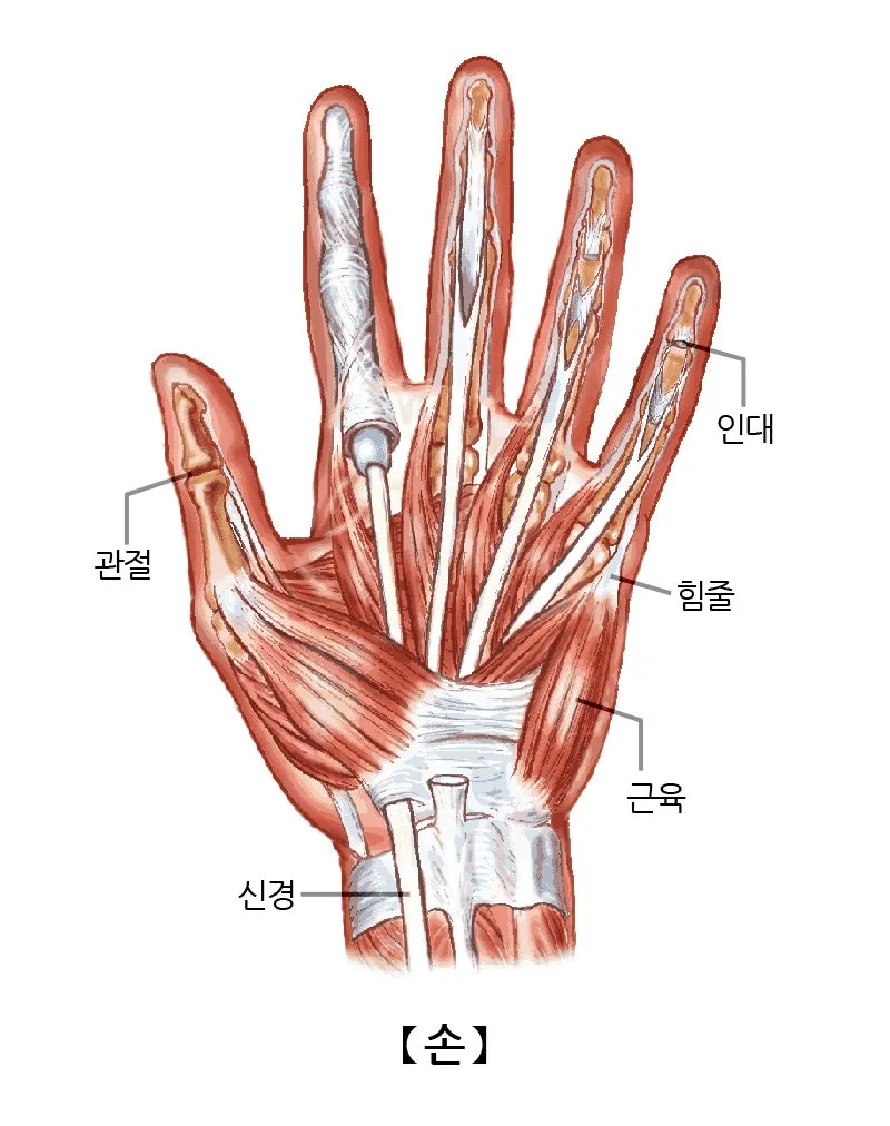 손목을 뒤로 젖힐 때 통증의 원인은? 손목 신전근에 대해 알아봅시다. (군산 명작한의원)