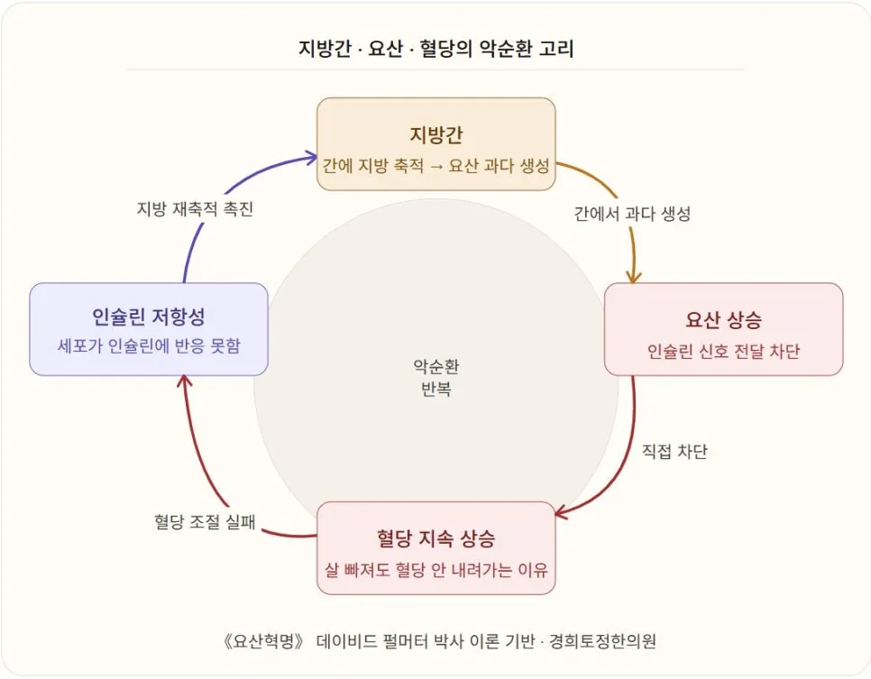 살은 빠지는데 혈당이 왜 안 내려갈까? — 지방간·요산·혈당의 숨겨진 연결고리