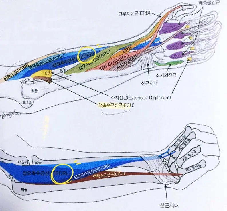 [보고 만지는 근육]장,단요측수근신근. Extensor carpi radialis longus, brevis (ECRl, ECRb)