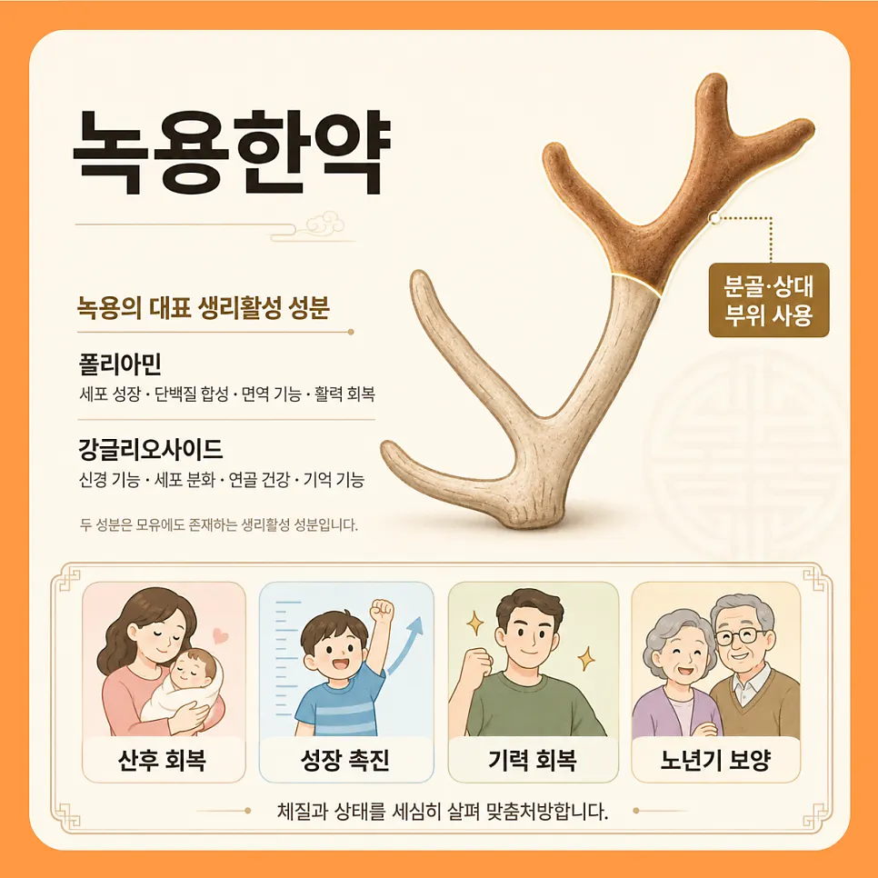 '녹용' 뿔의 위치에 따라 효능이 다르다? 혈을 채우고 뼈를 튼튼하게 하는 녹용!
