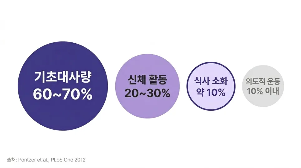 굶는다이어트 하면 안 되는 이유, 기초대사량에 답이 있다