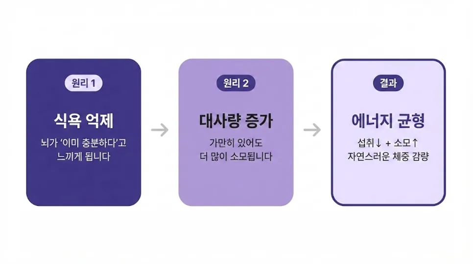 다이어트한약 원리, 왜 살이 빠지는 건가요?