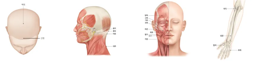 알레르기 비염 한의 표준 임상 진료지침