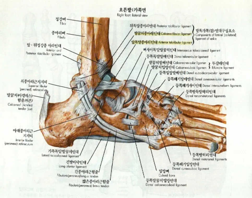 마곡 한의원 발목 삐끗할 때 바깥 복숭아뼈(복사뼈) 주변이 잘 다치는 이유?