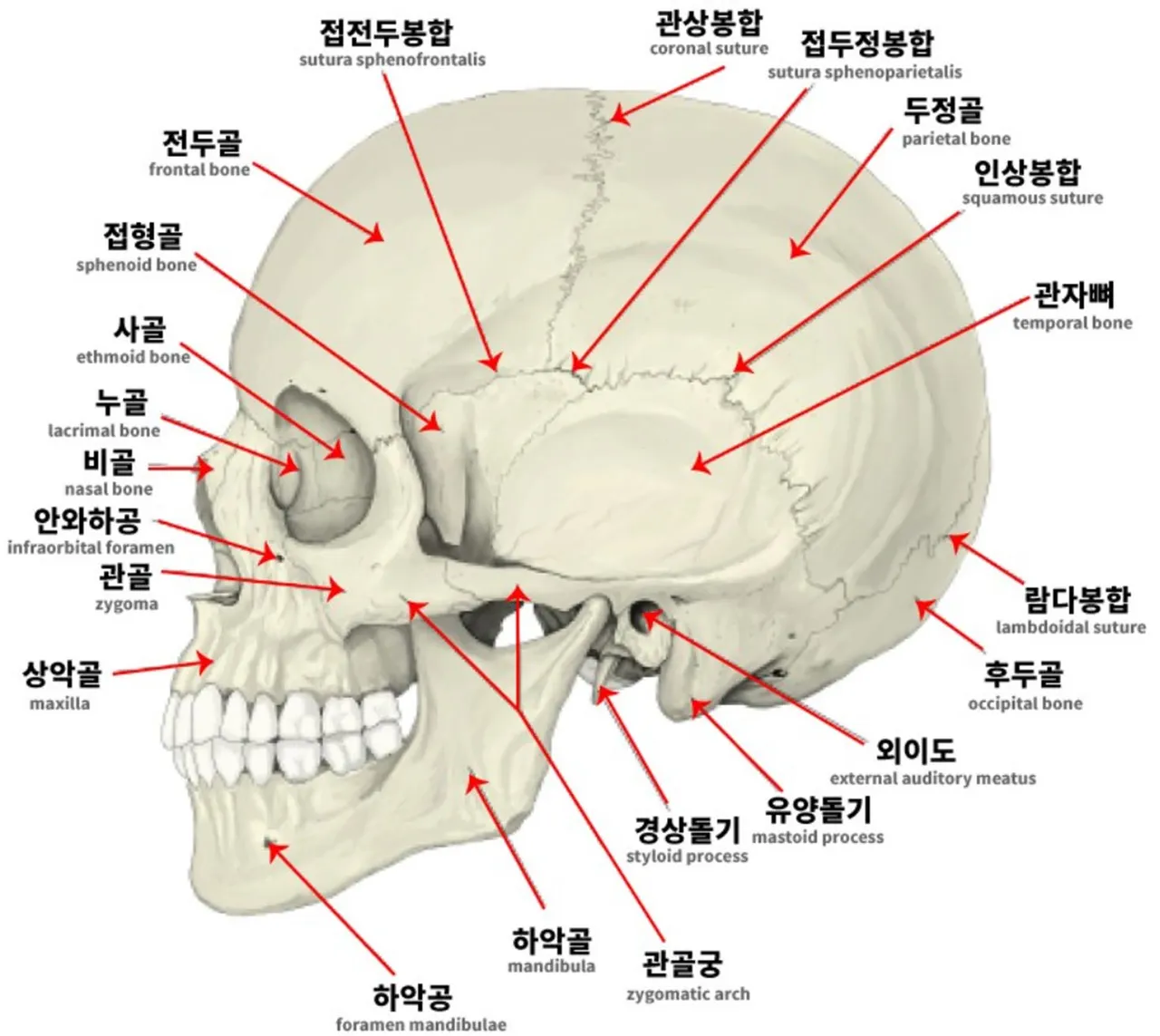 두개골봉합선해부학.png