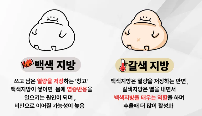 백색이 갈색이.png